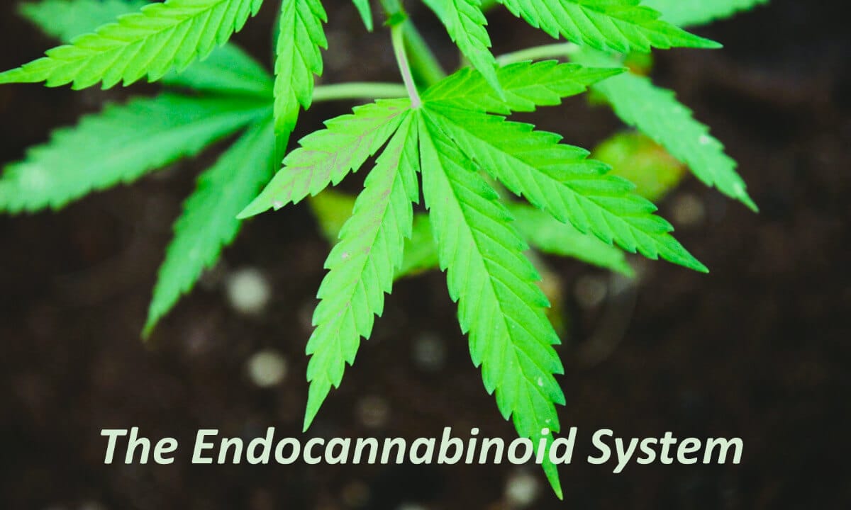 Understanding the ECS (Endocannabinoid System) | Atlanta-based online store dedicated to providing CBD oil-based healing products.