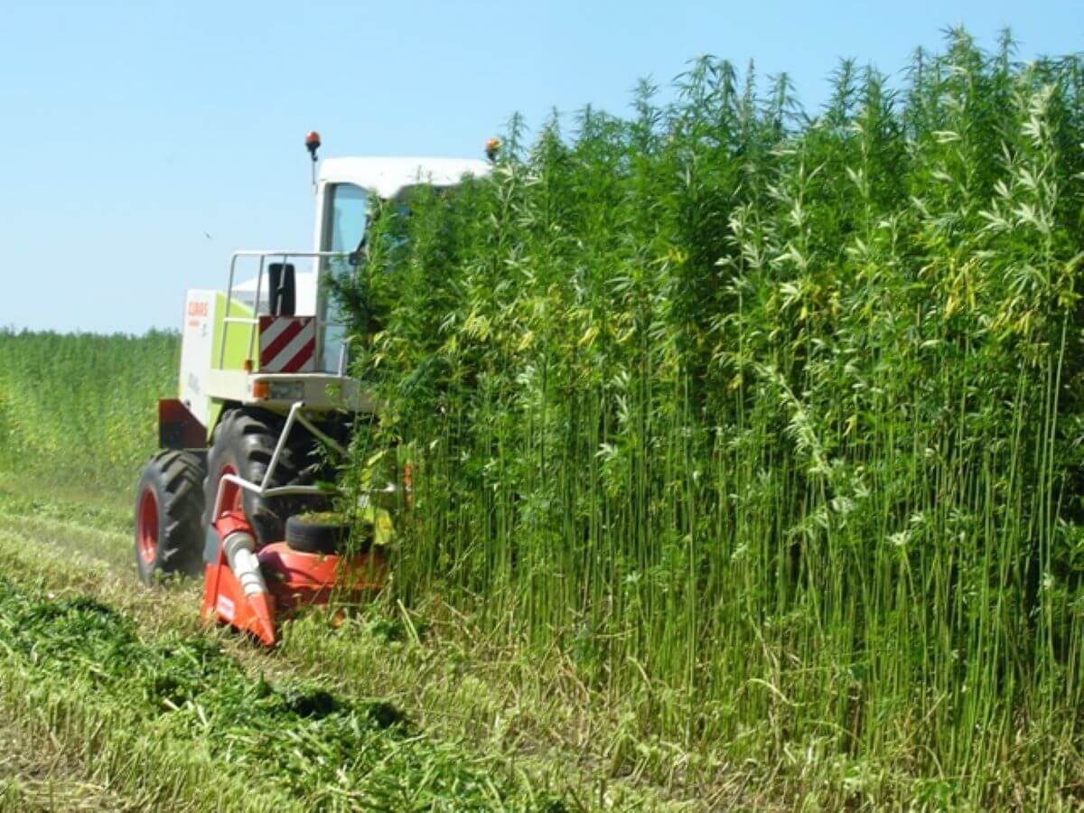 Potential Impacts of Industrial Hemp | Atlanta-based online store dedicated to providing CBD oil-based healing products.