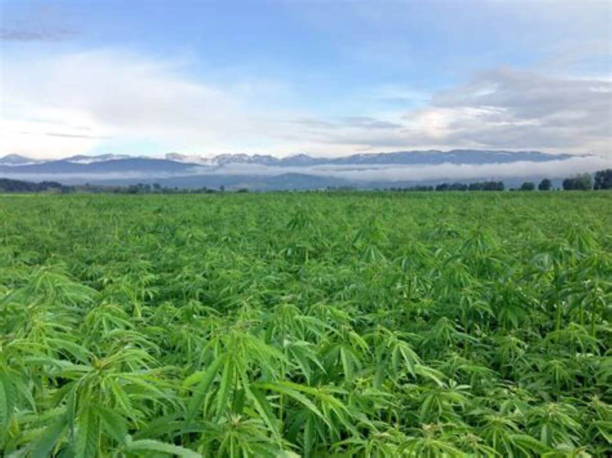 Regenerative Farming with Hemp | Atlanta-based online store dedicated to providing CBD oil-based healing products.